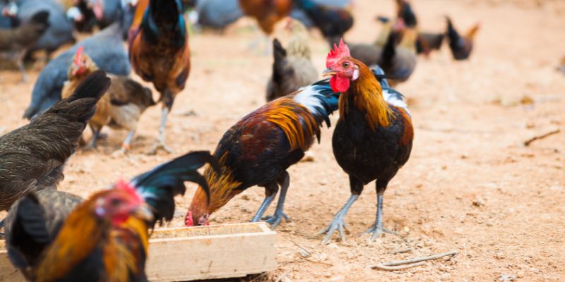 Vai trò của các loại mồi cho gà đá